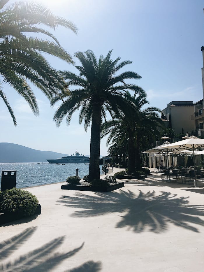 Exotic palm trees growing on concrete embankment against sea and blue sky on sunny summer day on resort